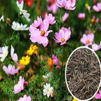 Mezcla de flores silvestres del noreste