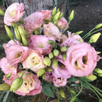 Semillas de Eustoma Russellianum