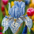 Stardust Snow-Rare Iris Bulbs⚜️