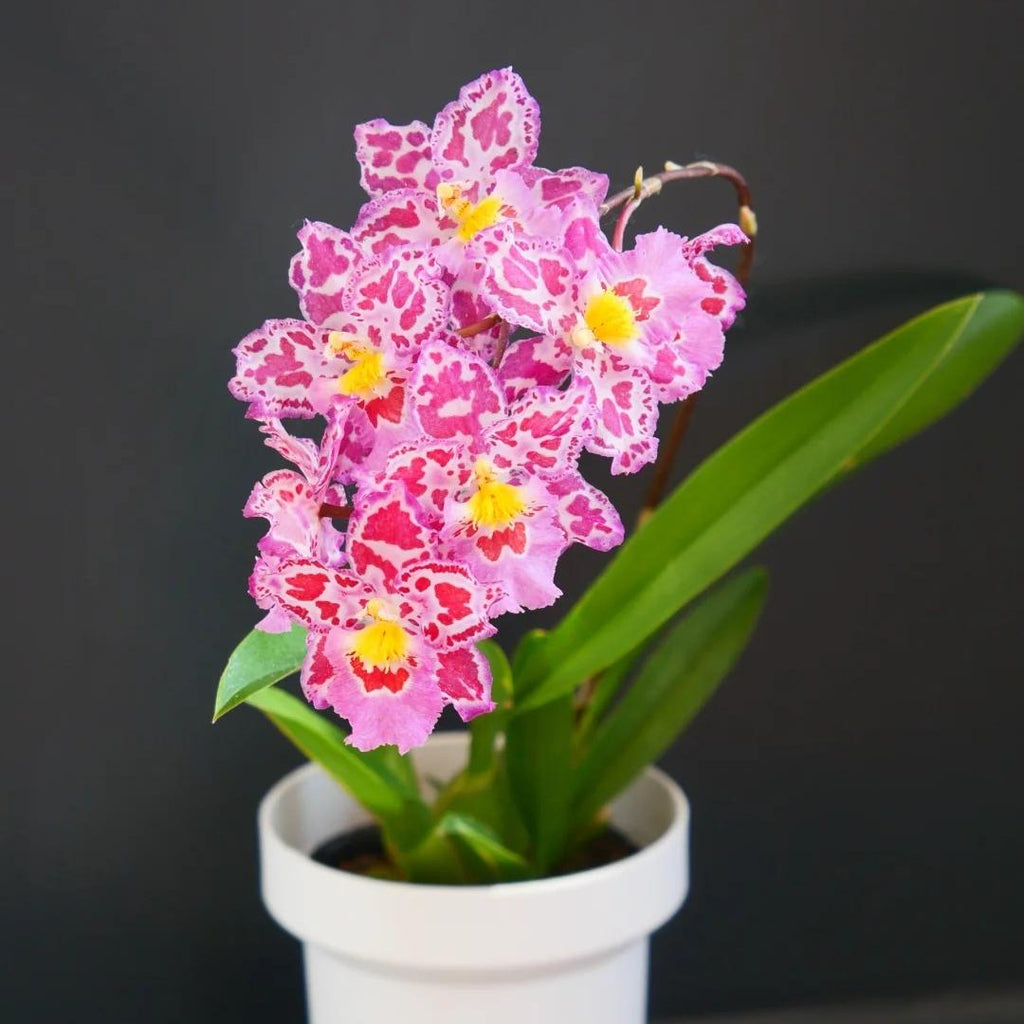 🌸Orquídea de leopardo con gemas - Bella y única