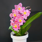 🌸Orquídea de leopardo con gemas - Bella y única