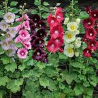 Semillas de malva real de flor sencilla