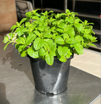 Semillas de Menta en Maceta