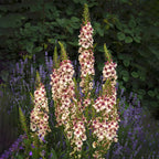 Verbascum Southern Charm Mezclado