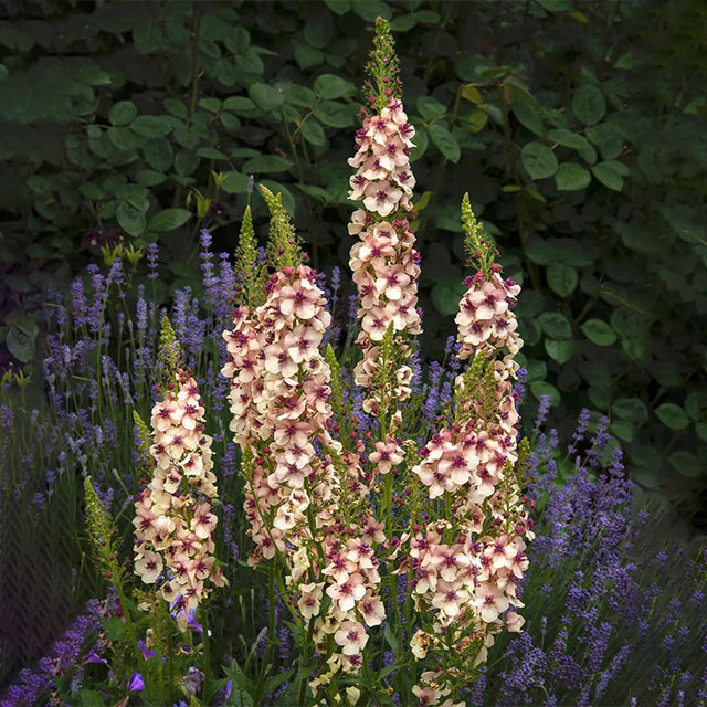 Verbascum Southern Charm Mezclado