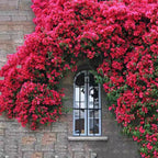 Semillas de Rosa Banksiae Aiton