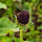 CONOFLOR OCCIDENTAL Rudbeckia Occidentalis Green Wizard también conocido como Semillas de Hierba de Flor Negra de Chocolate Sin Rayos