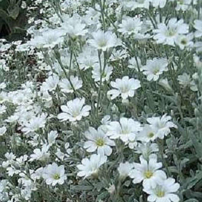 NIEVE DE VERANO (Hierba de Gallina) Semillas de Flores Cerastium Biebersteinii