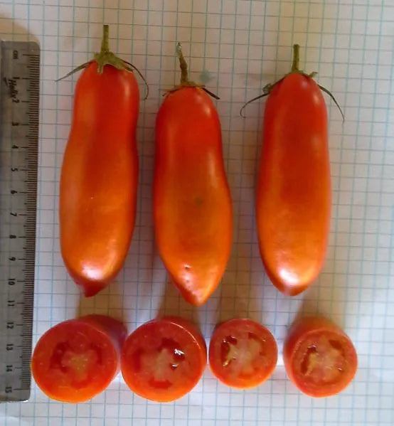 Semillas de tomate plátano rojo no transgénico