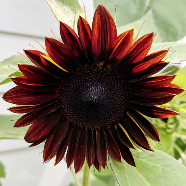 Girasol, Chianti Hybrid