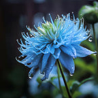 Nigella Sativa-Amor en la Niebla