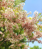 Xanthoceras Sorbifolia Flor🌺Las Flores Florecen Y La Buena Suerte Llega