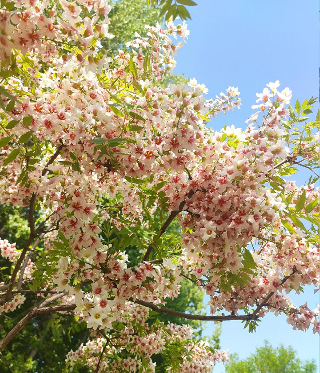 Xanthoceras Sorbifolia Flor🌺Las Flores Florecen Y La Buena Suerte Llega