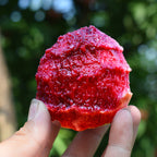 Semillas de melocotón de sangre