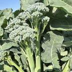 🥦Semillas raras de broccolini