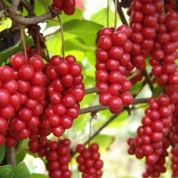 Egrow 50 unidades (100 unidades)/paquete de semillas de Schisandra, parra china de magnolia, semilla de árbol frutal comestible de jardín, plantas para hacer uno mismo