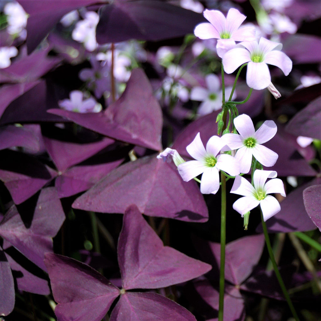 💜Bulbos de trébol de la suerte morado