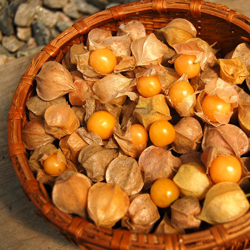 Semillas de Physalis Peruviana Golden Berry Semillas de Aguaymanto