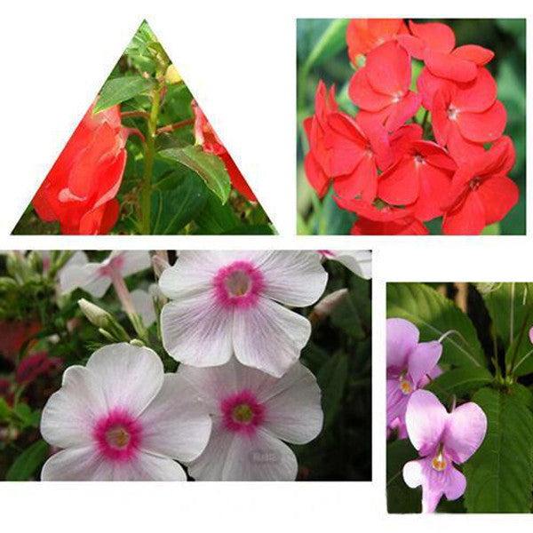 Semillas de flores de impatiens Walleriana rojas