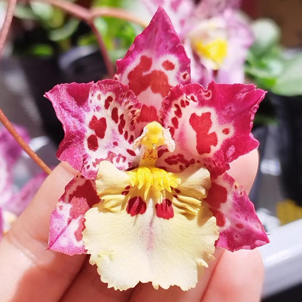 🌸Orquídea de leopardo con gemas - Bella y única