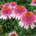 Echinacea Butterfly Kisses (Coneflower)
