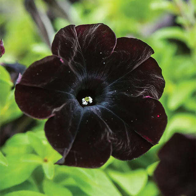 Semillas de petunia Black Velvet