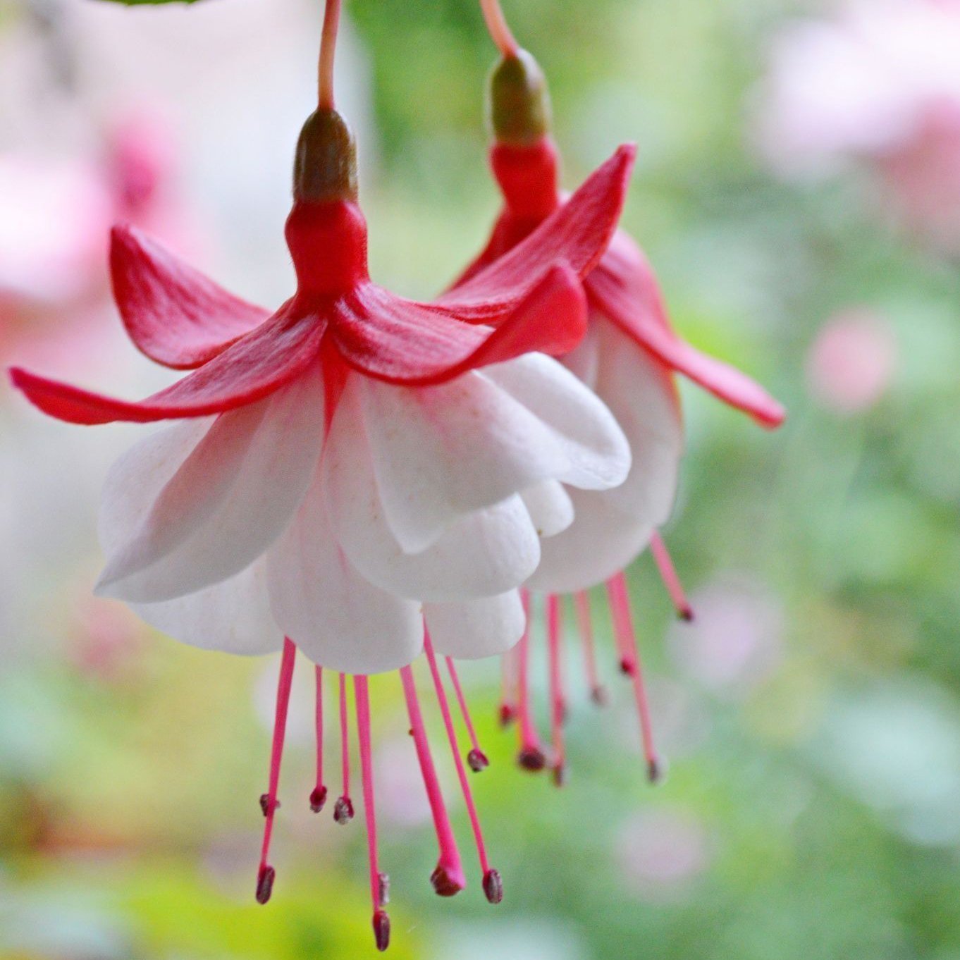 Semillas de flores de fucsia, semillas de flores de linterna, semillas de flores bonsái