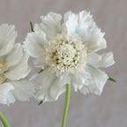 Semillas de Scabiosa Comosa