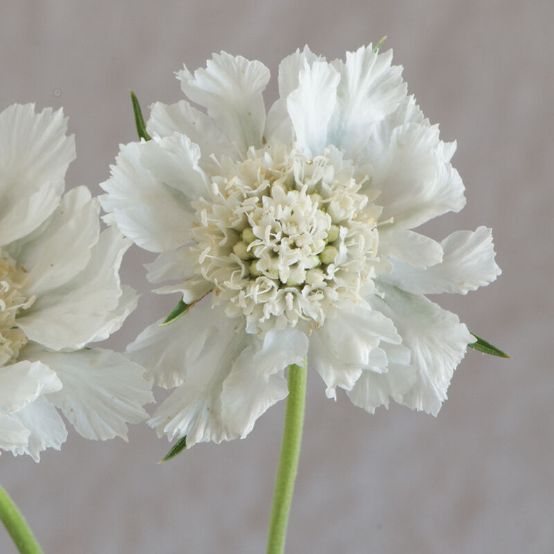 Semillas de Scabiosa Comosa