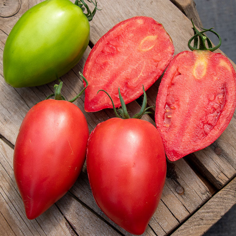 Semillas de Tomate Miel de Mango