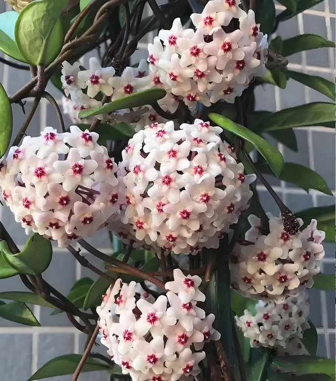 ⭐️Semillas de flores Hoya Carnosa | Bola de flores en forma de estrella