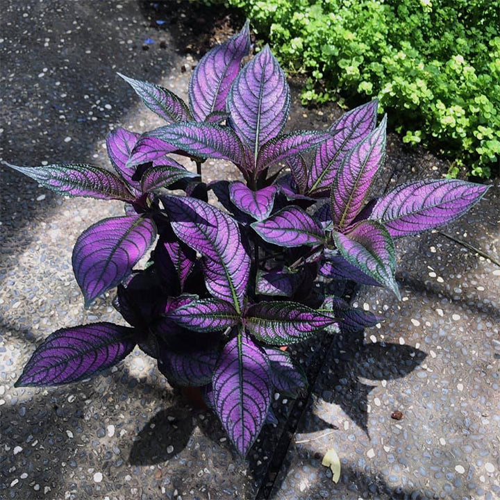 Planta de follaje con tonos de Escudo Persa
