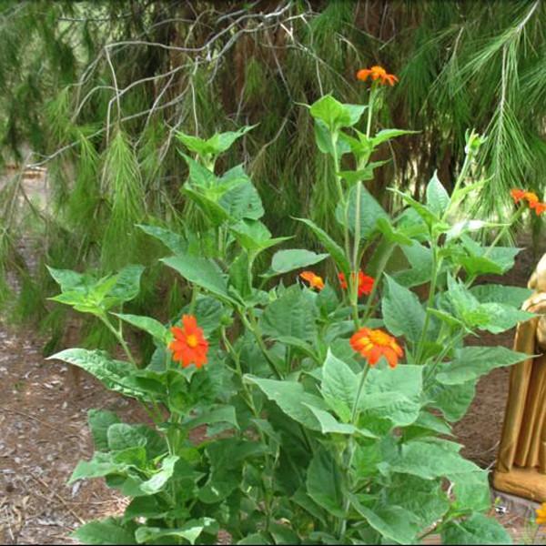 Semillas de flor de Girasol Naranja, Tithonia Speciosa Goldfinger