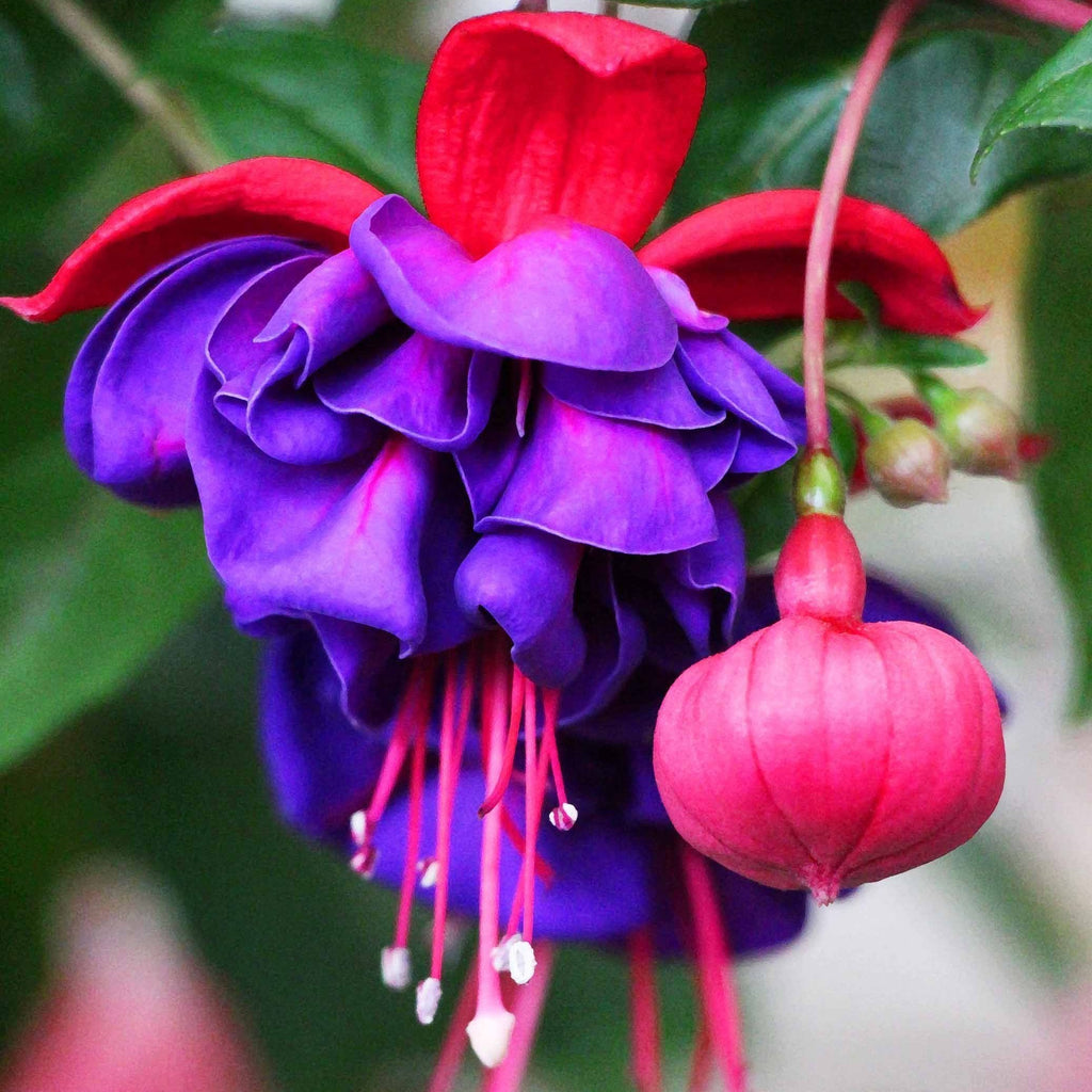 Semillas de flores de fucsia, semillas de flores de linterna, semillas de flores bonsái