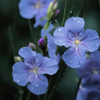 Semillas de Tradescantia: el Símbolo de Respeto