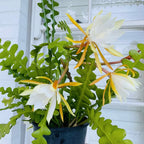 Cactus Rare Plant