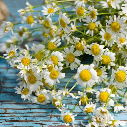 Chamomile Seeds - Roman