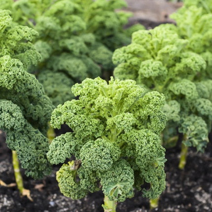 🌈Colorful Kale Seeds