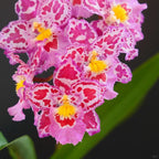 🌸Orquídea de leopardo con gemas - Bella y única