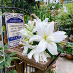 Lily Bulbs