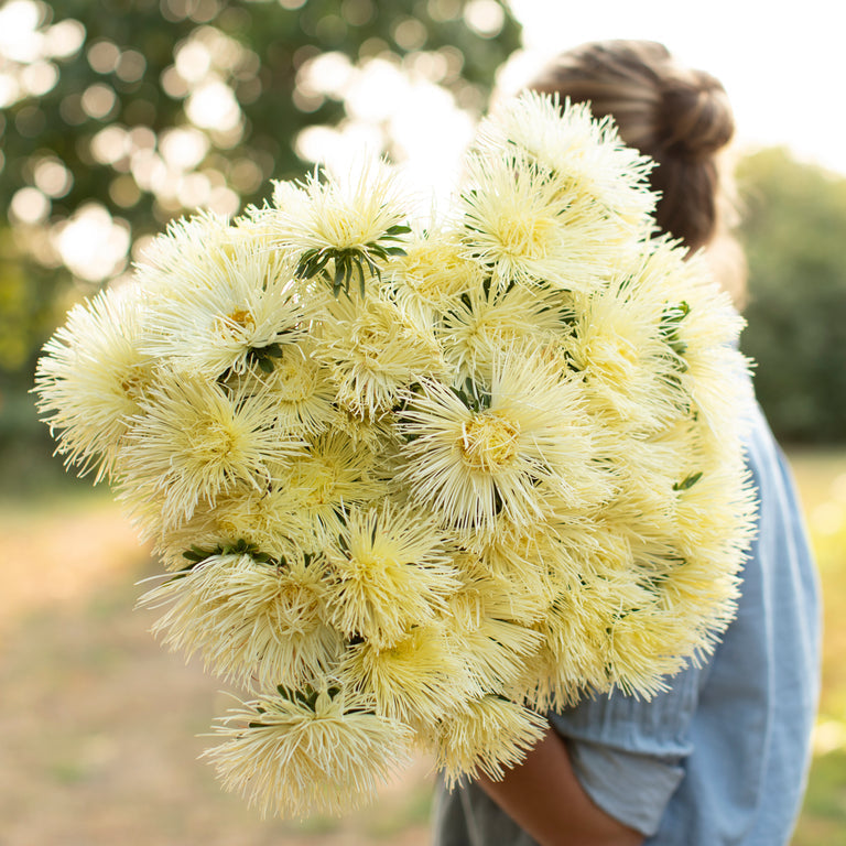 China Aster Valkyrie Yellow