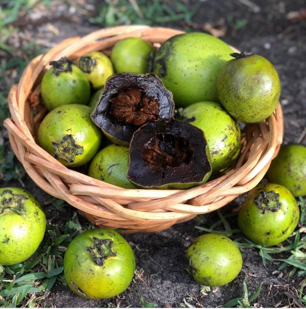 Semillas de Zapote Negro