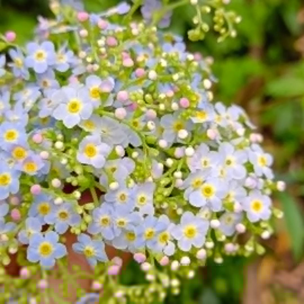 💐Escutelaria Emei