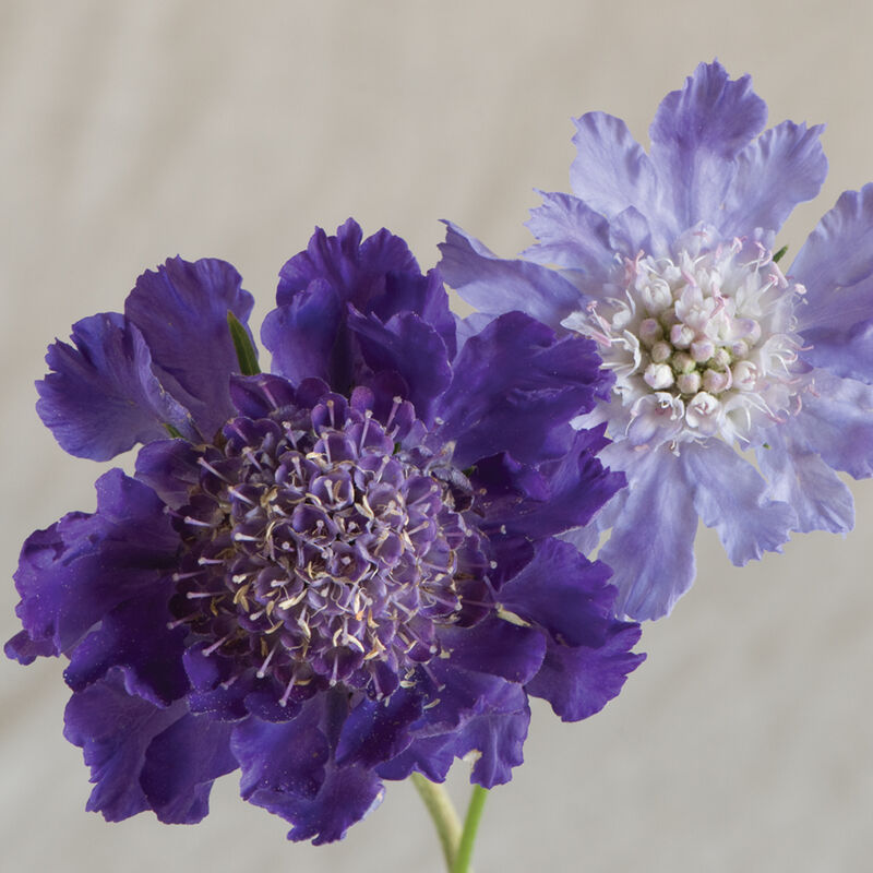 Semillas de Scabiosa Comosa