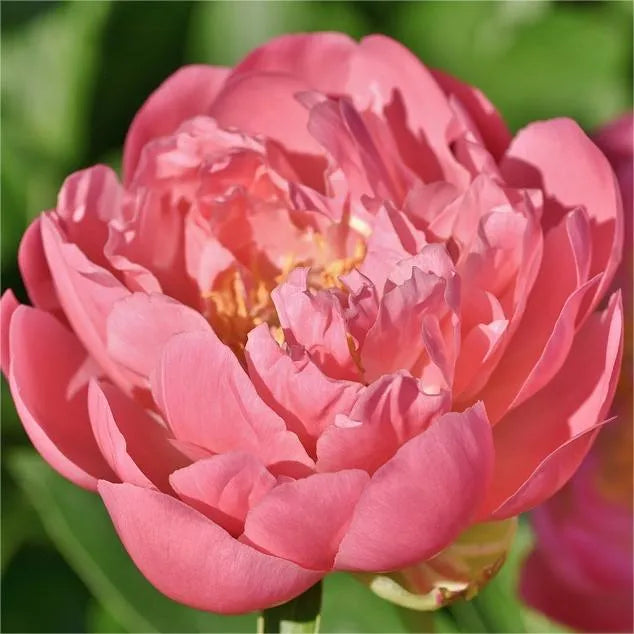🌺Peonia - El amor te rodea