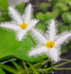 Plantas hidropónicas Copo de Nieve