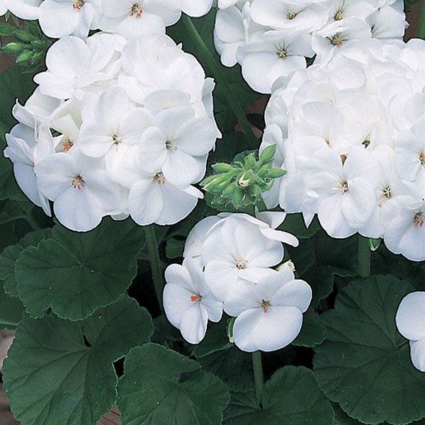 Geranio Pinto Premium White Semilla F1