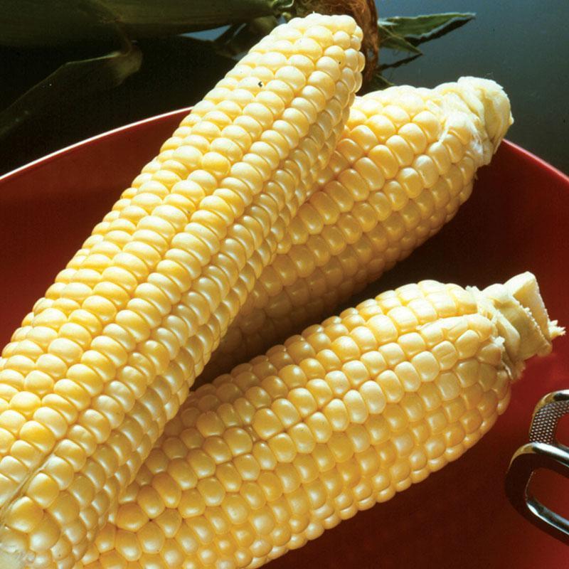 Sweet Corn Moonshine F1