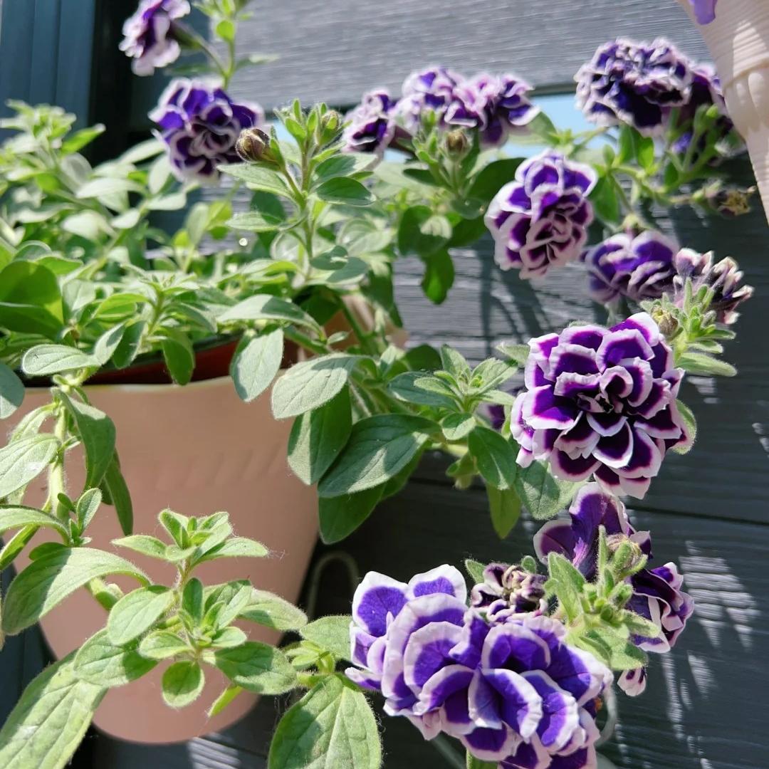 🌸Semillas de petunia doble raras