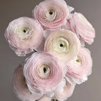 Buttercup Peony-Integrate Elegance And Luxury Into One